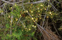 Acacia ingrata