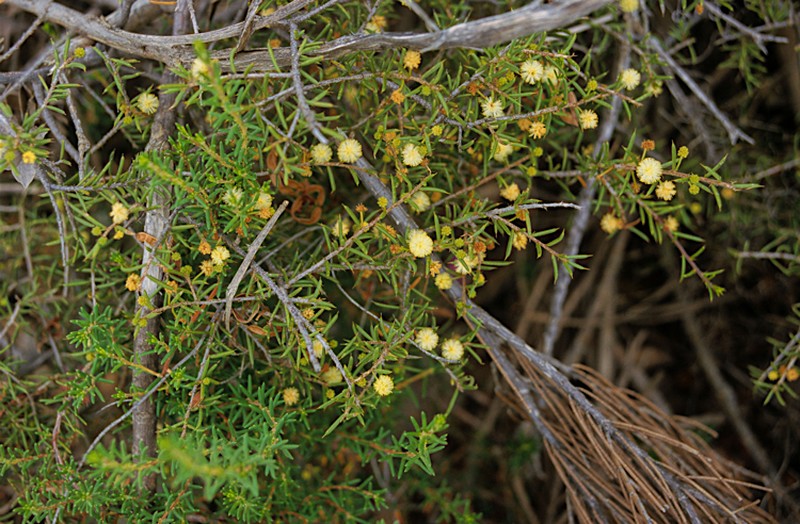 Acacia ingrata