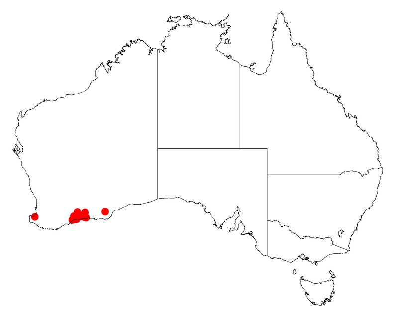 Acacia ingrata