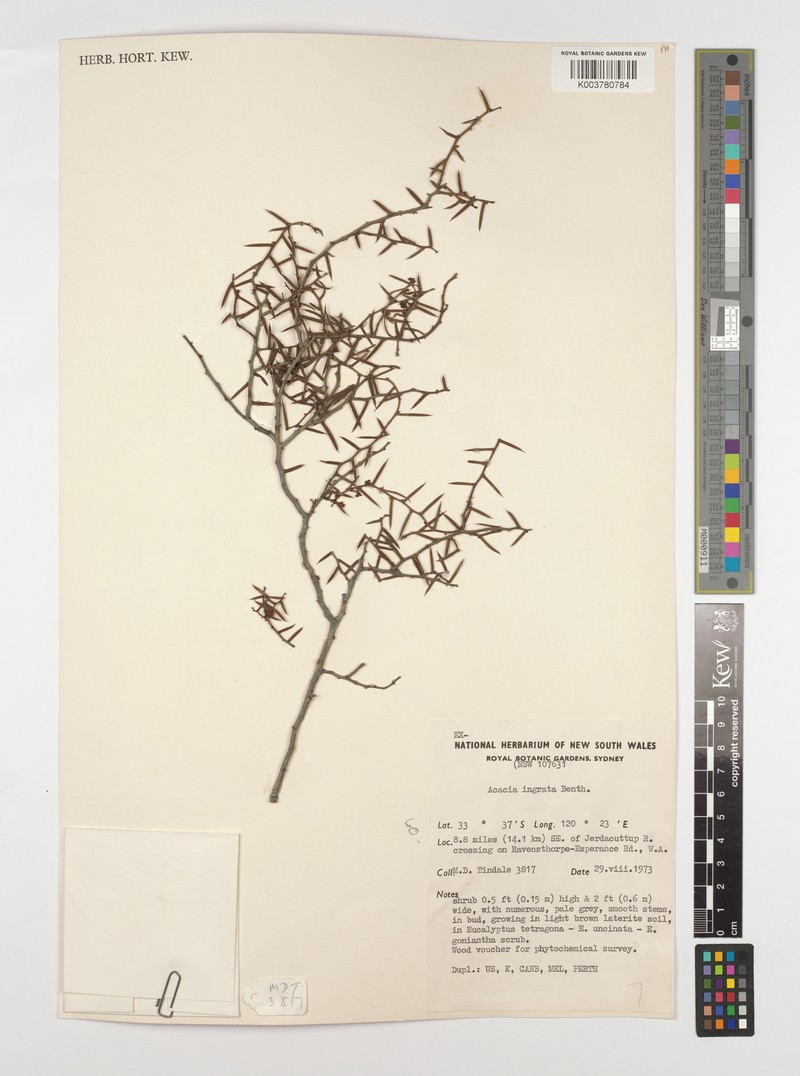 Acacia ingrata photo 2