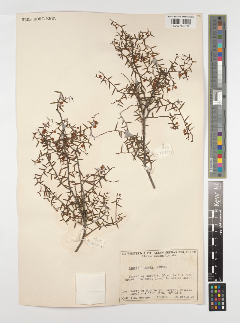 Acacia ingrata photo 3