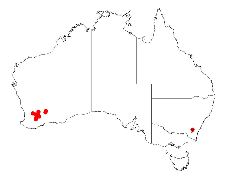 Acacia inophloia