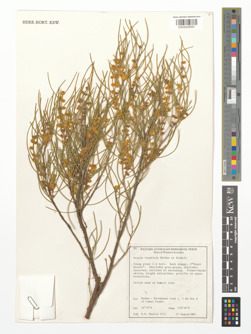Acacia inophloia photo 2