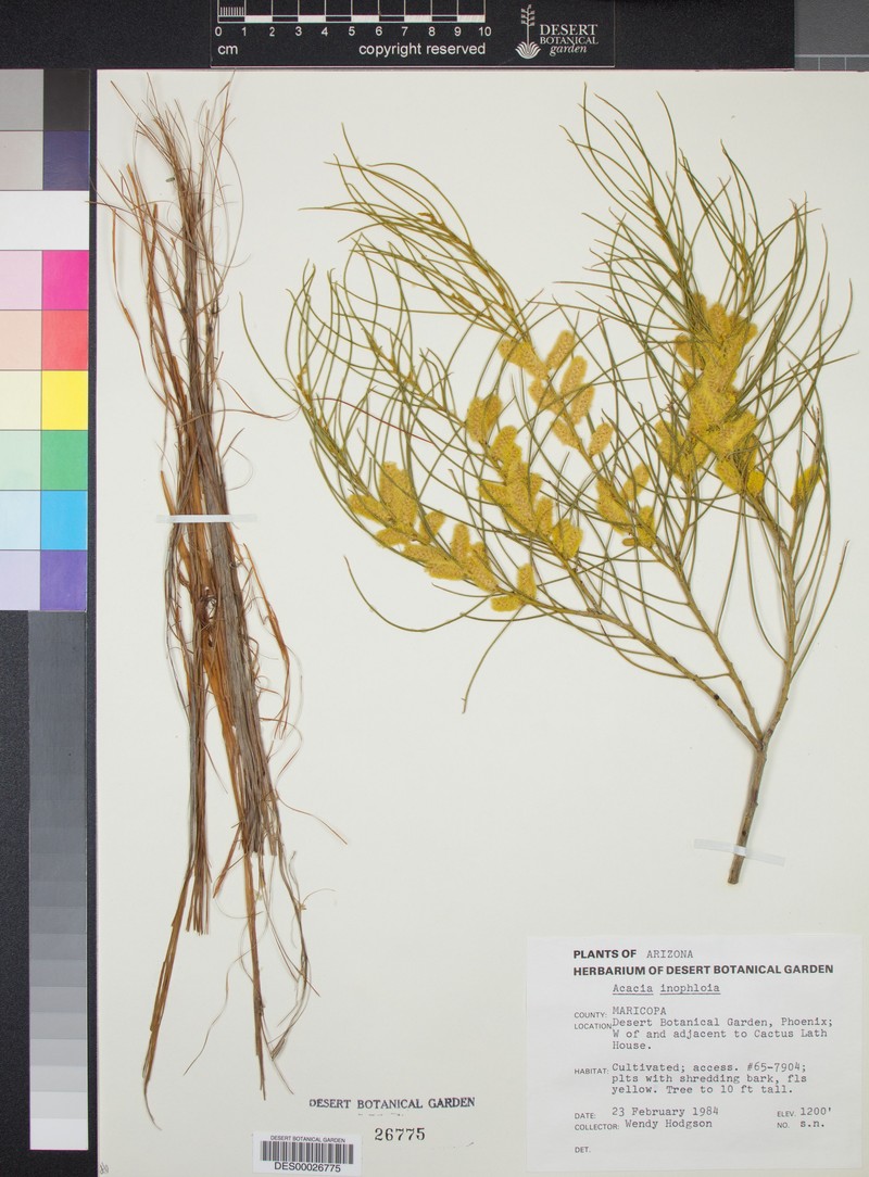 Acacia inophloia photo 3