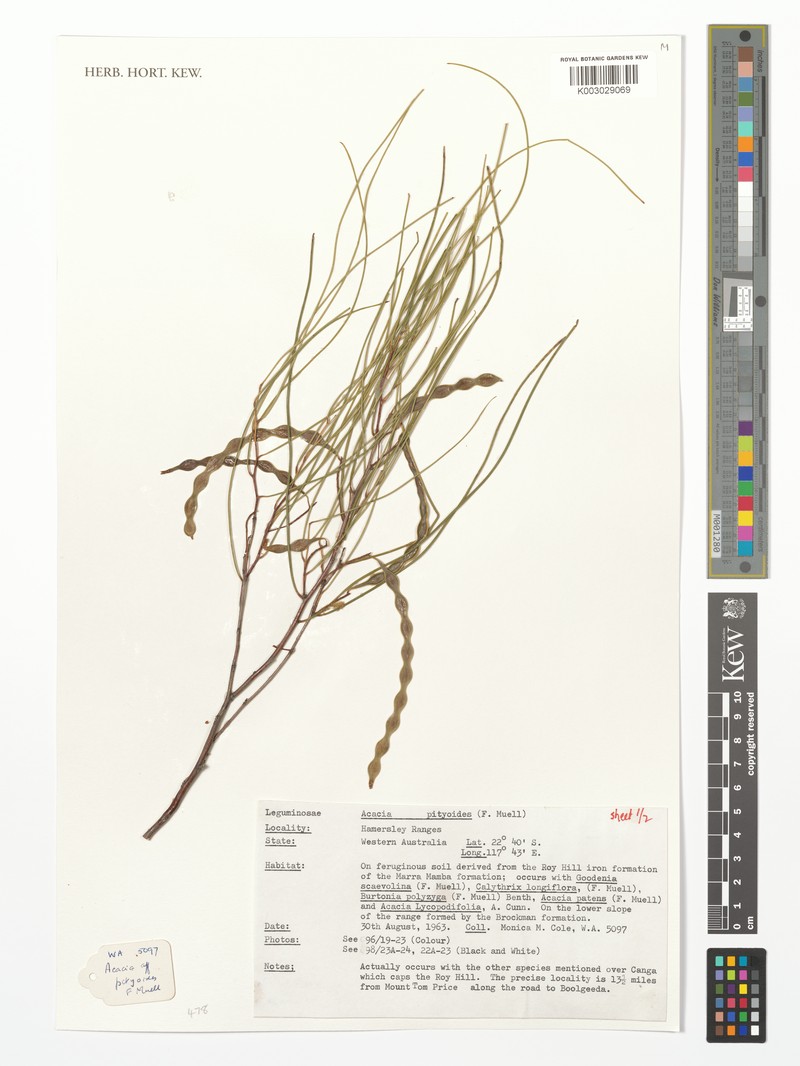 Acacia inophloia photo 5