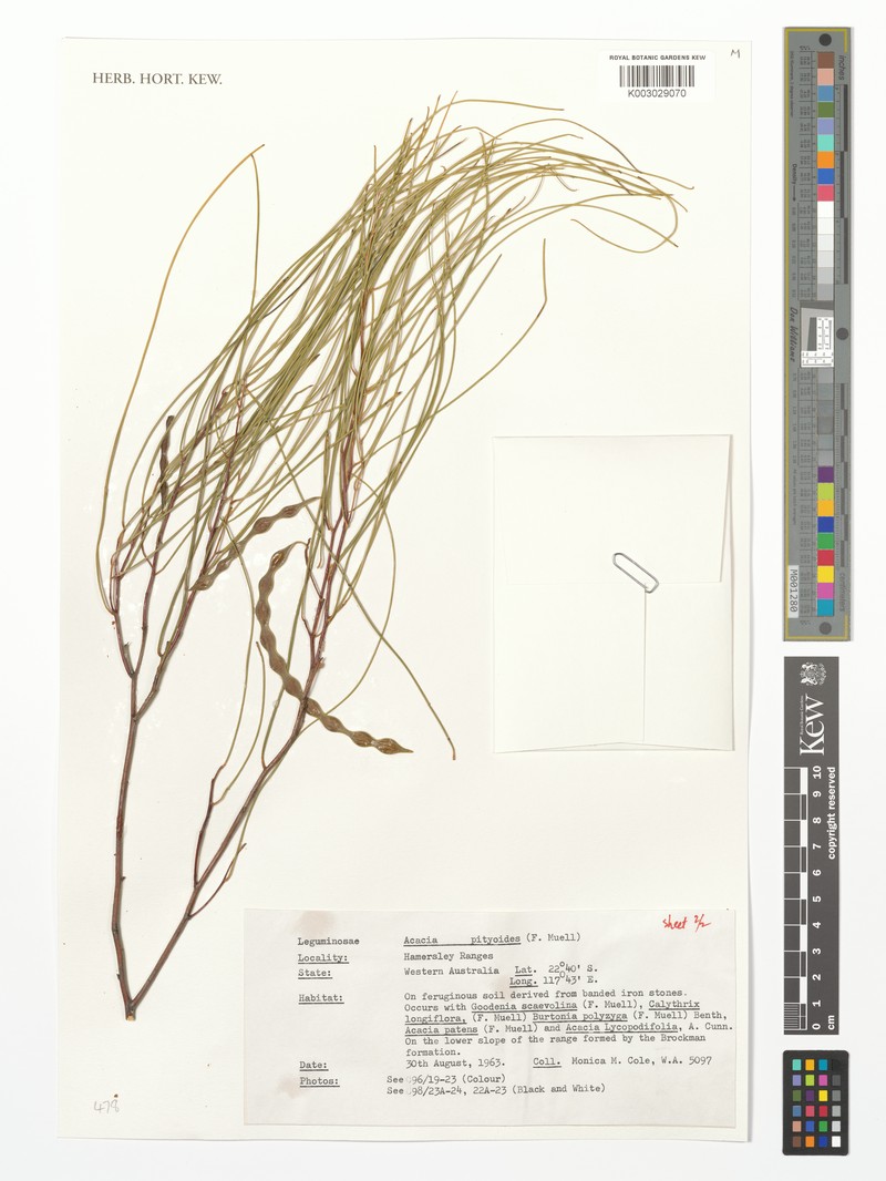 Acacia inophloia photo 6