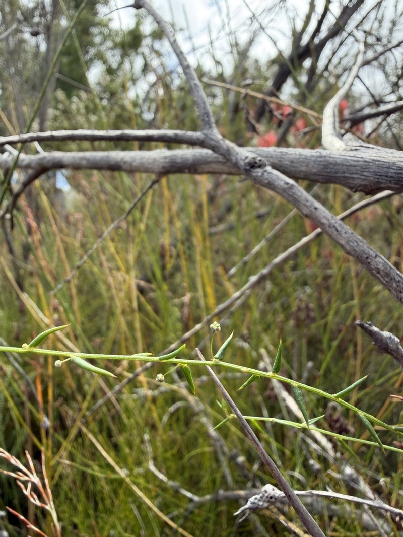 Acacia inops photo 2
