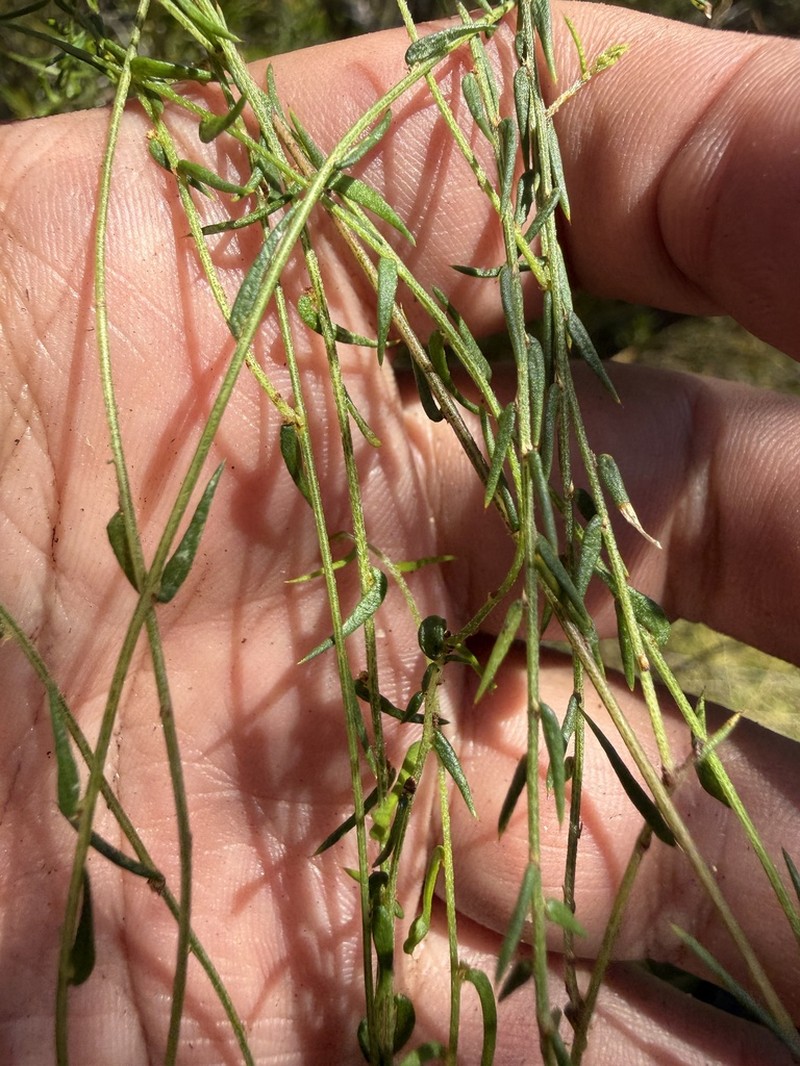Acacia inops