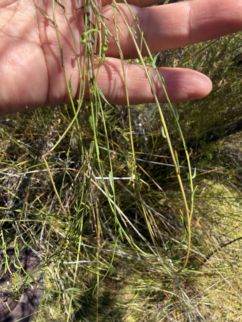Acacia inops photo 2