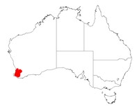 Acacia insolita