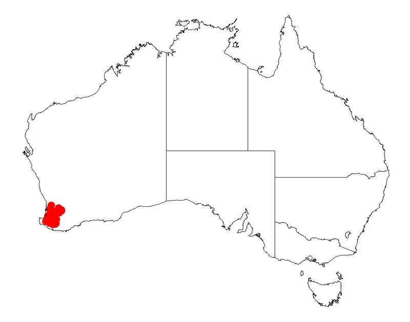 Acacia insolita