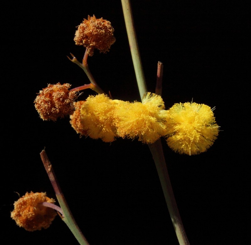Acacia insolita photo 2