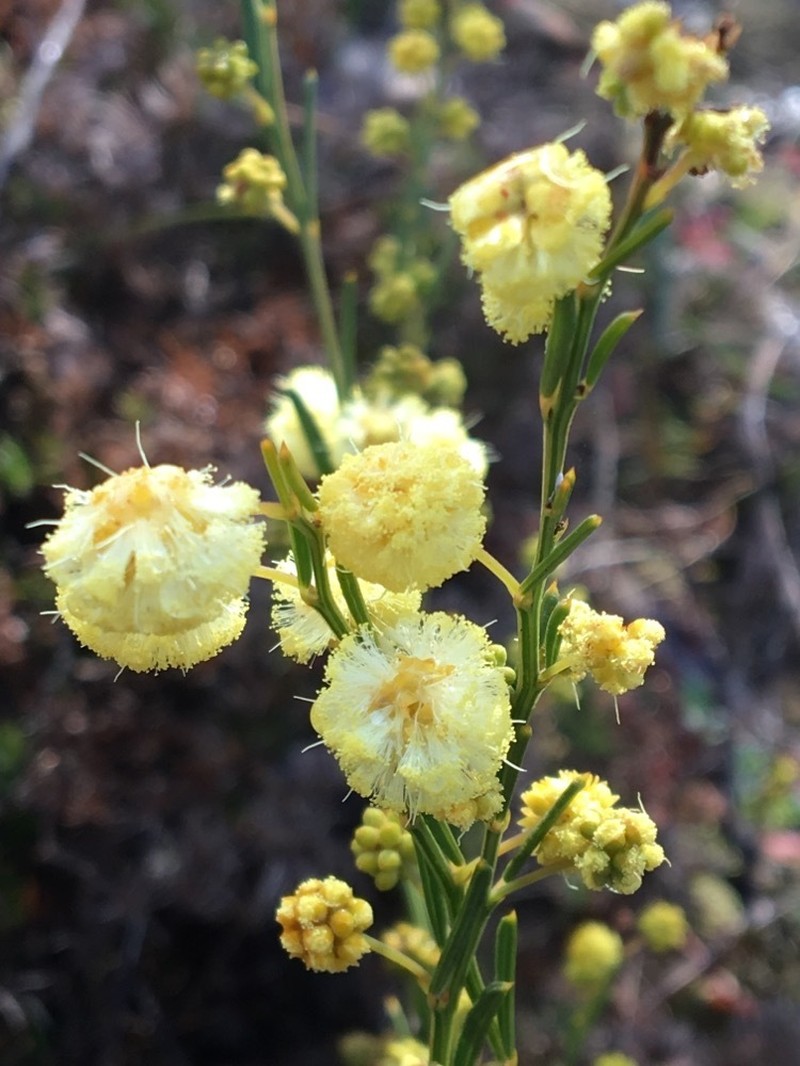 Acacia insolita photo 3