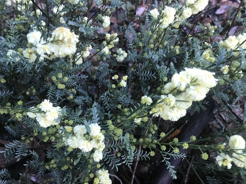Acacia insolita photo 4