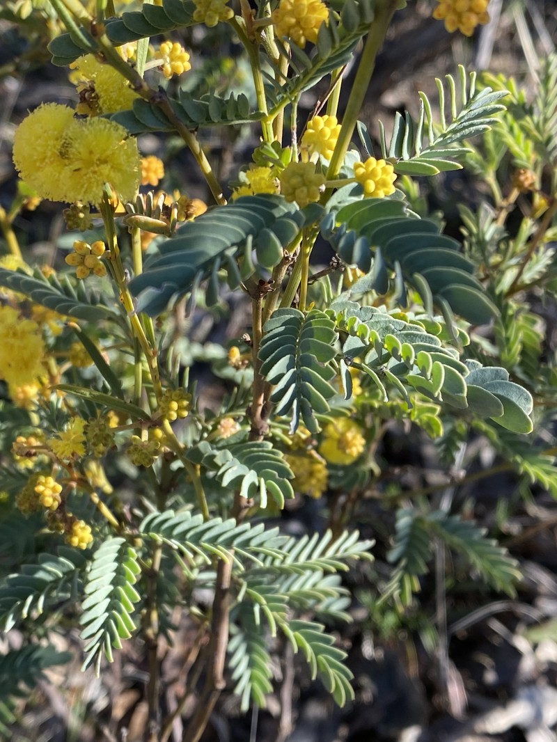 Acacia insolita subsp. insolita photo 2