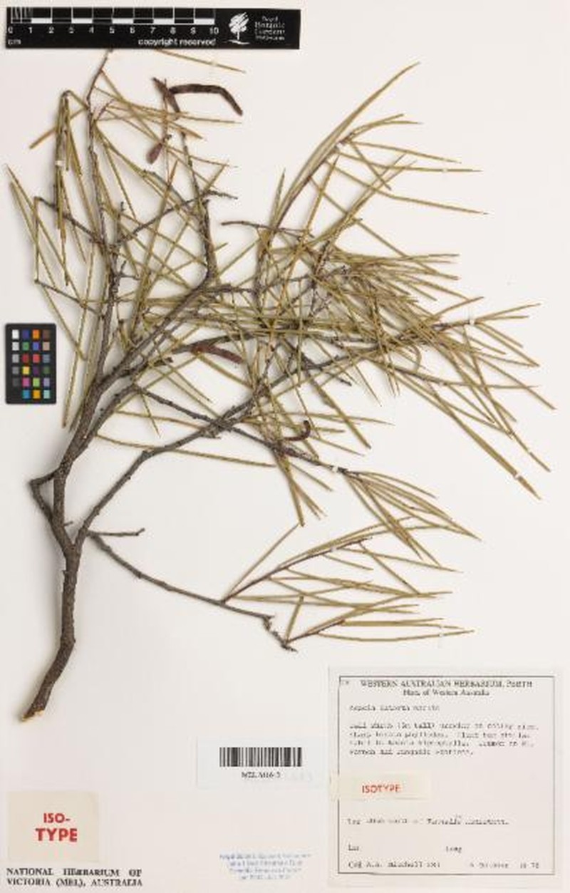 Acacia intorta photo 2