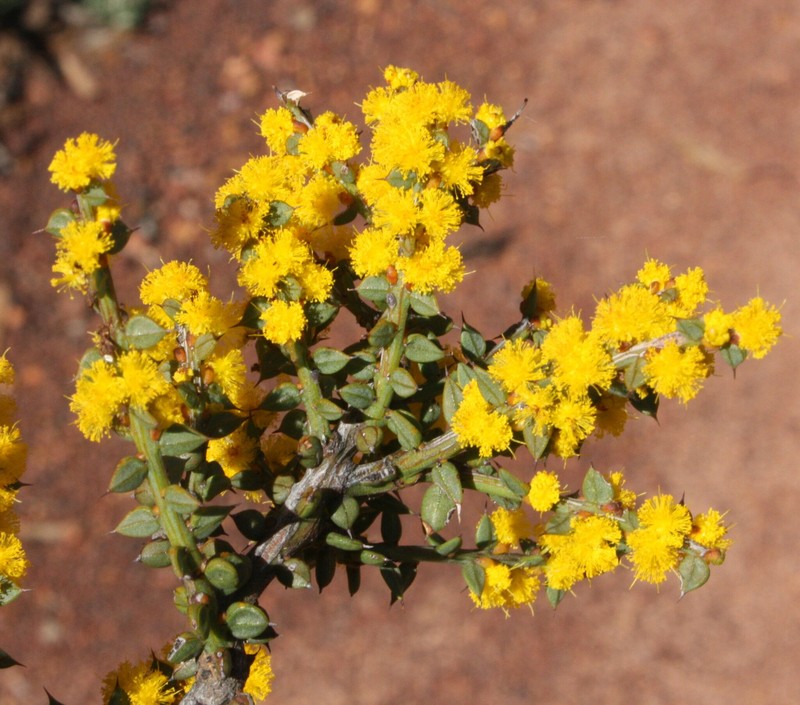 Acacia intricata photo 5