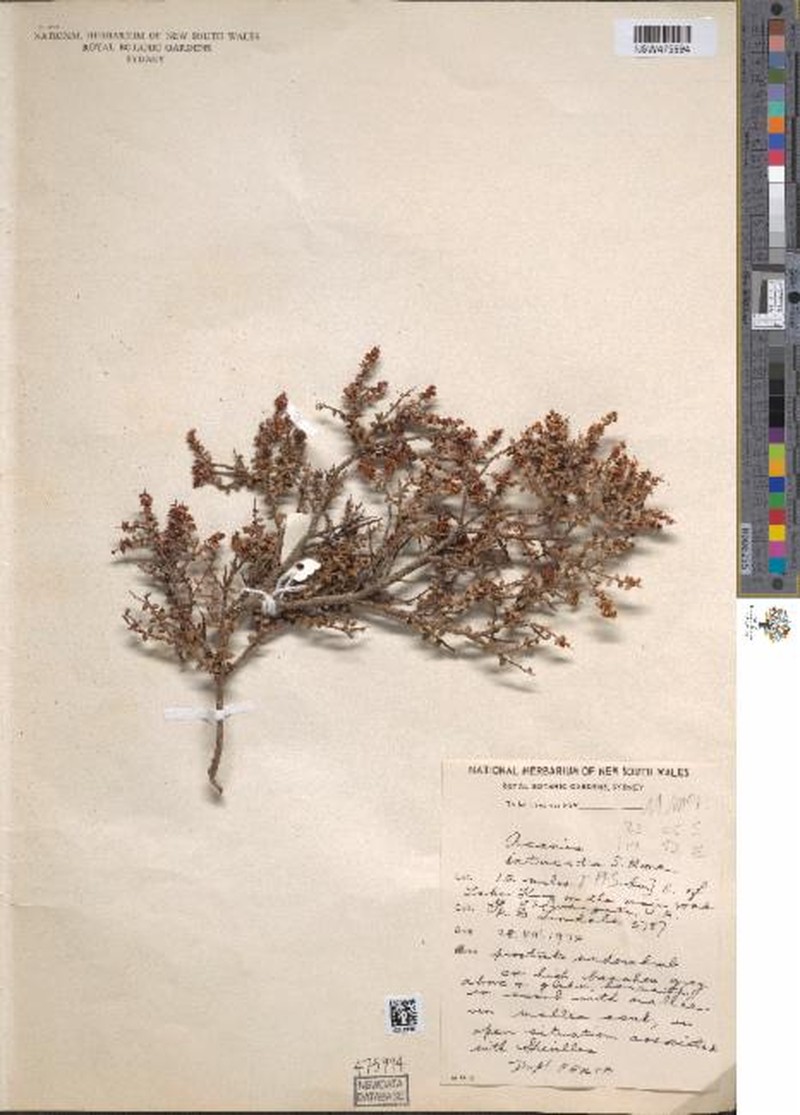 Acacia intricata photo 6