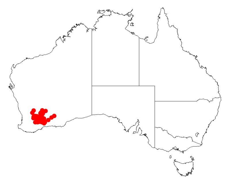 Acacia intricata