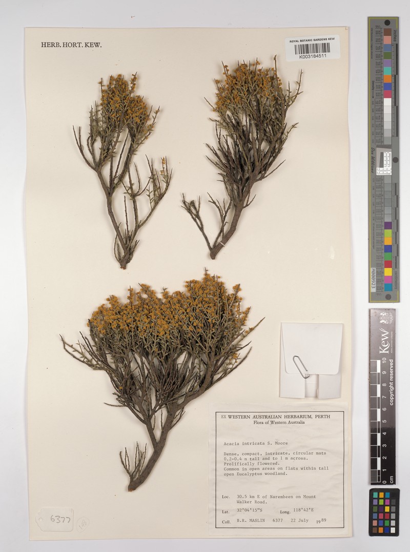 Acacia intricata photo 2