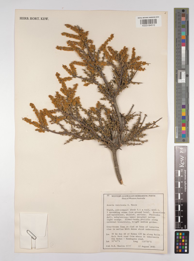 Acacia intricata photo 3