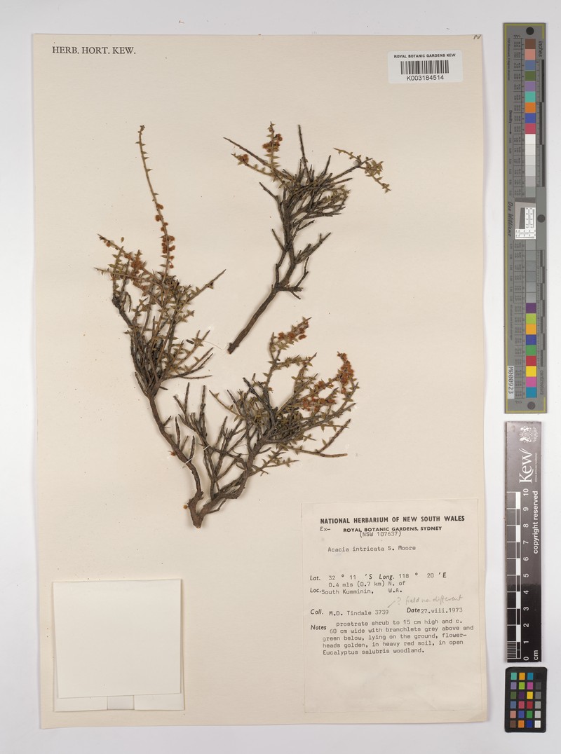 Acacia intricata photo 4