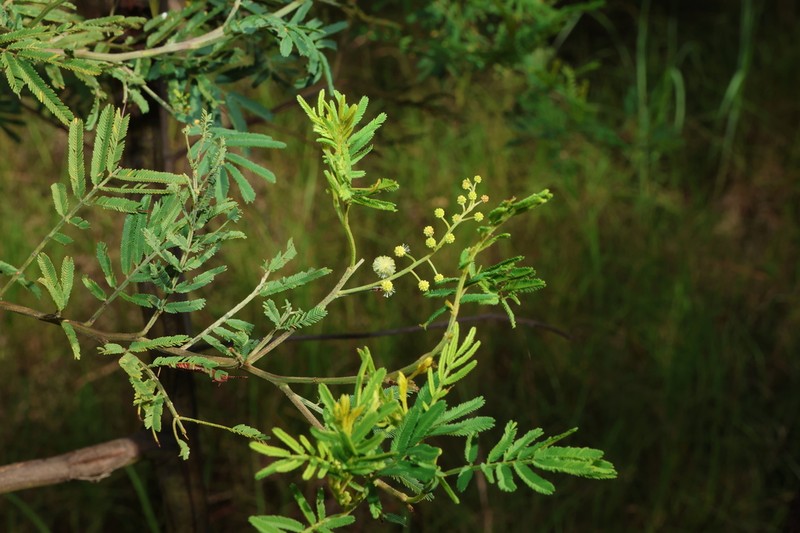 Green Wattle
