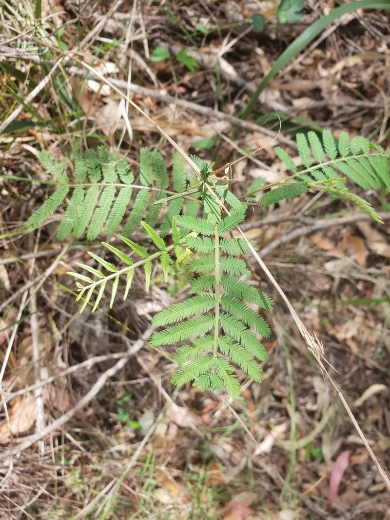 Green Wattle photo 2