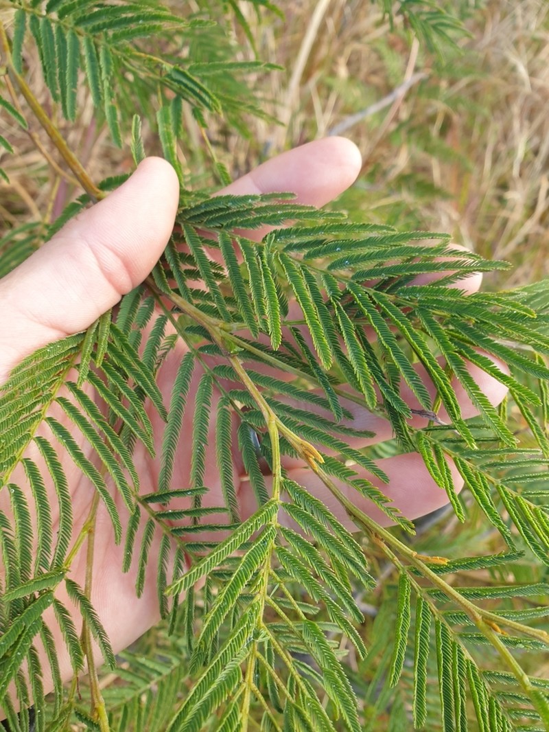 Green Wattle photo 3