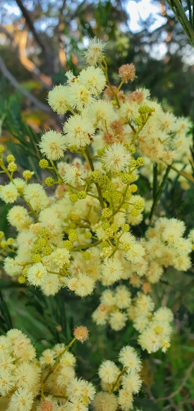 Green Wattle photo 4