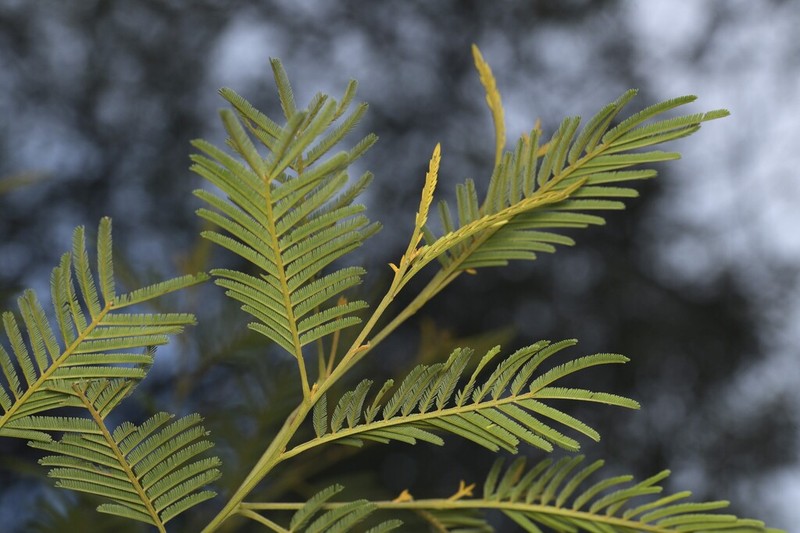 Green Wattle photo 5