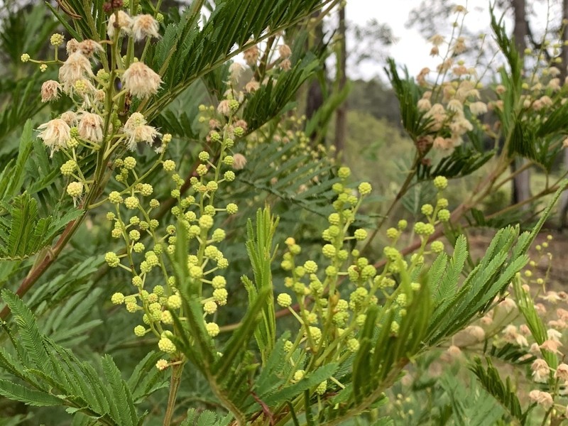 Green Wattle photo 6