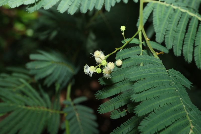 Green Wattle photo 7