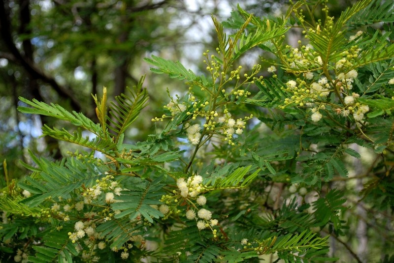 Green Wattle photo 8