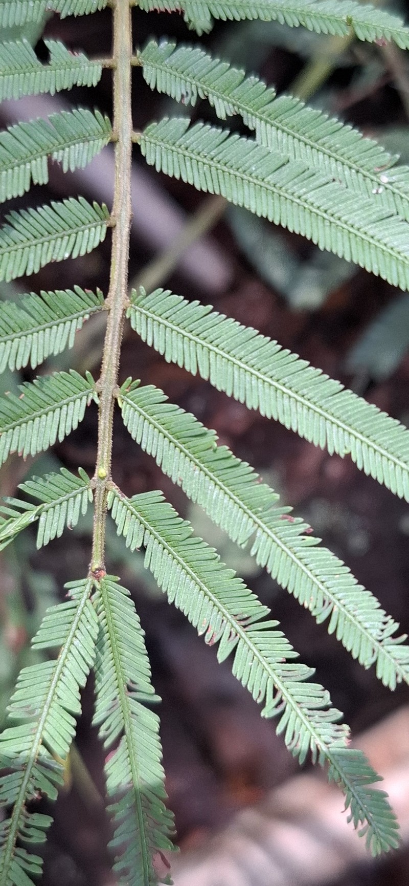 Acacia irrorata subsp. irrorata
