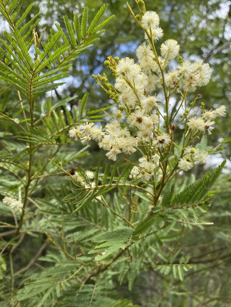 Acacia irrorata subsp. irrorata photo 2