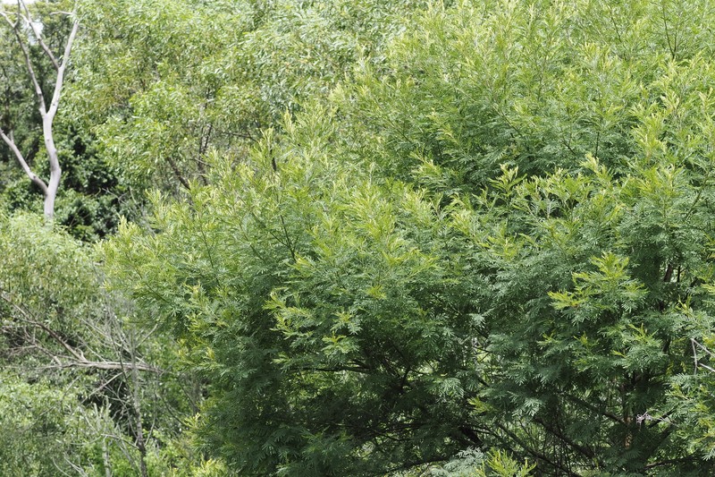 Acacia irrorata subsp. irrorata photo 3