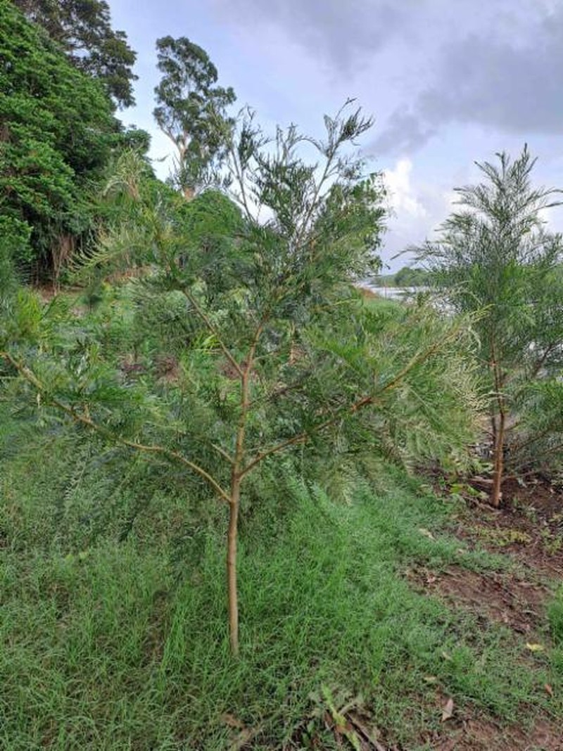 Acacia irrorata subsp. irrorata photo 4