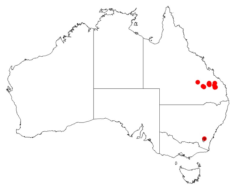 Acacia islana