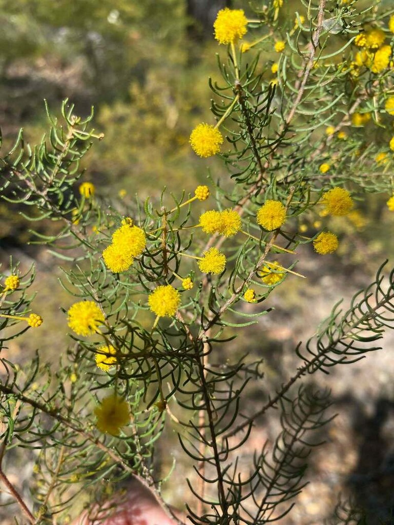 Acacia islana photo 2