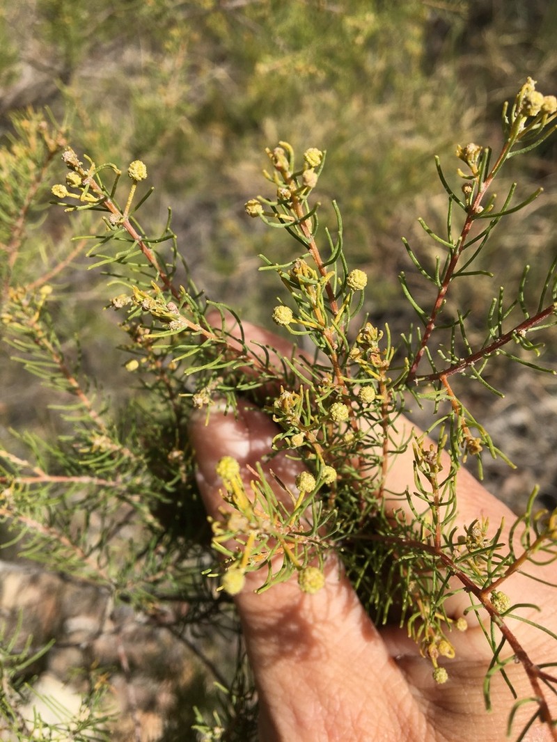 Acacia islana photo 3