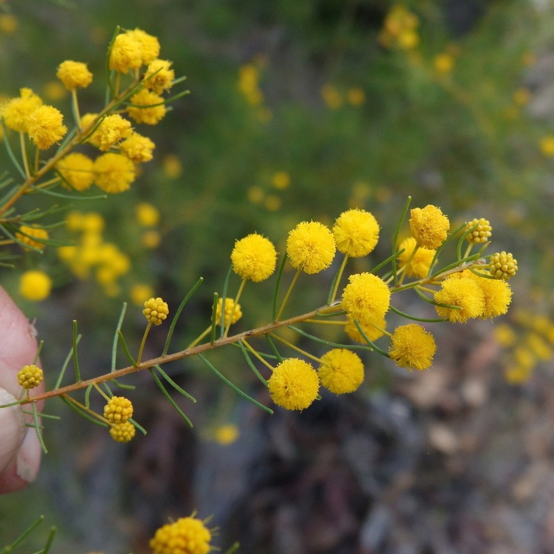 Acacia islana photo 4
