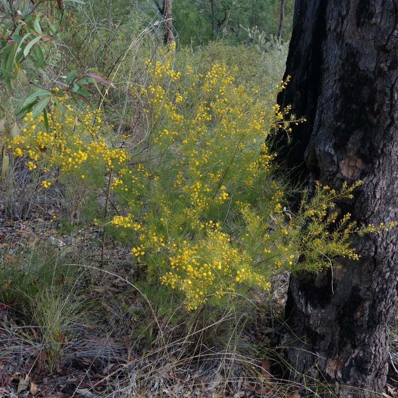 Acacia islana photo 5
