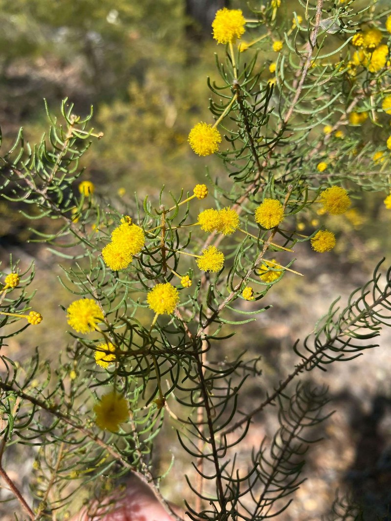 Acacia islana photo 6