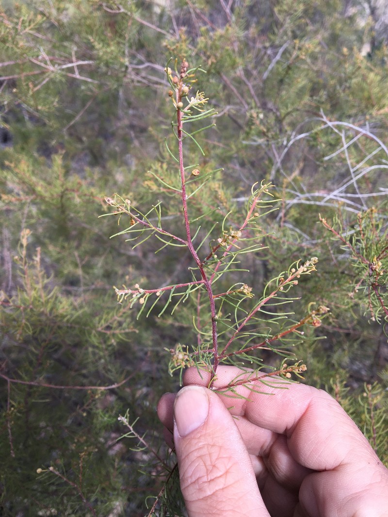 Acacia islana photo 7