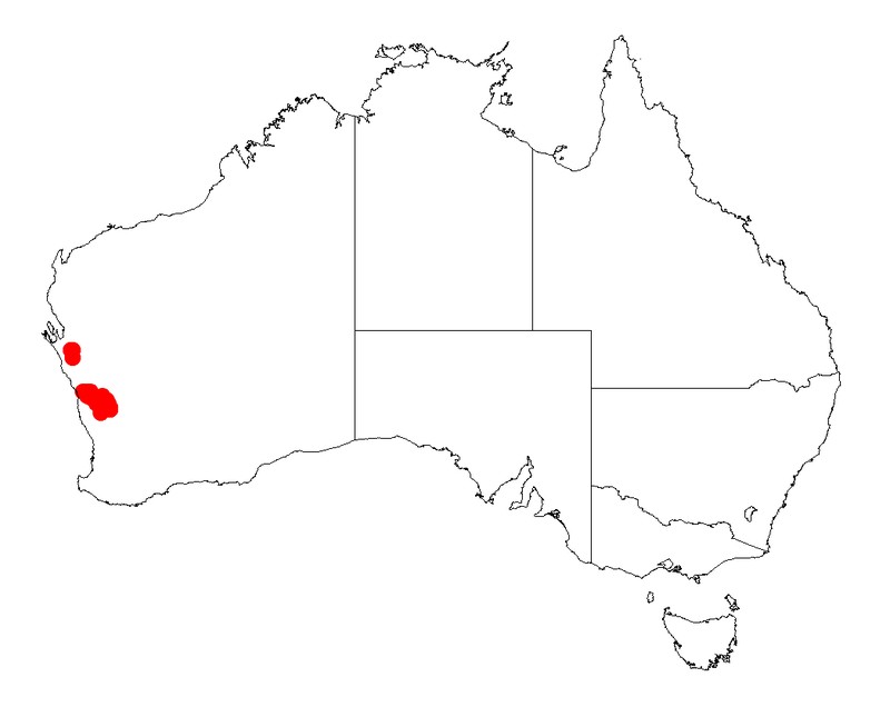 Acacia isoneura