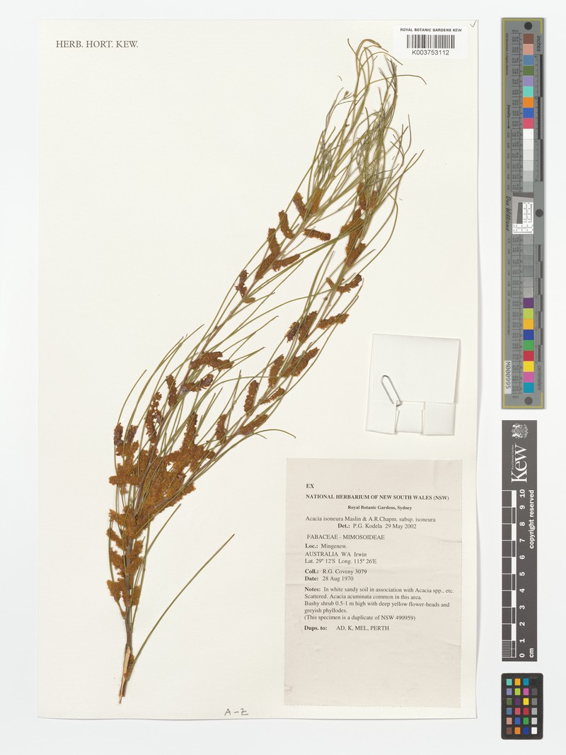 Acacia isoneura photo 2