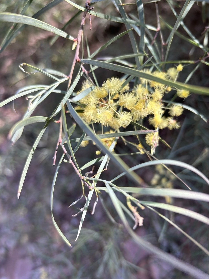 Acacia iteaphylla photo 2