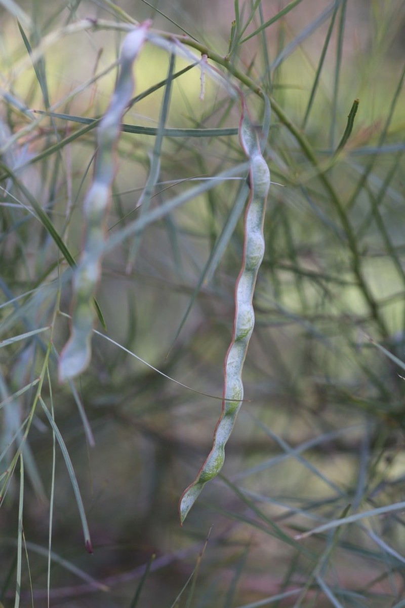 Acacia iteaphylla photo 3