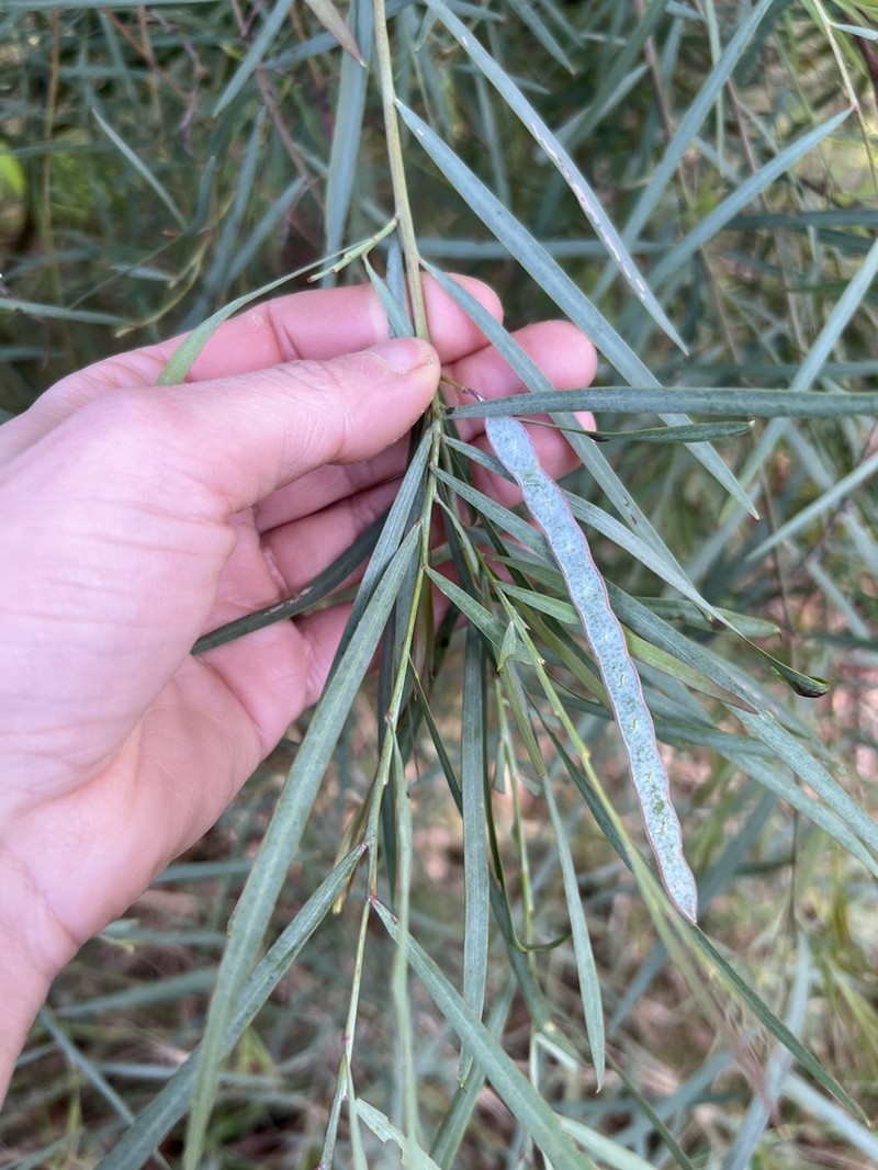 Acacia iteaphylla photo 4